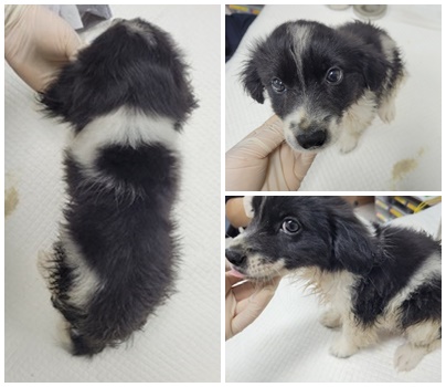 논산시 동물보호센터_444454202400444